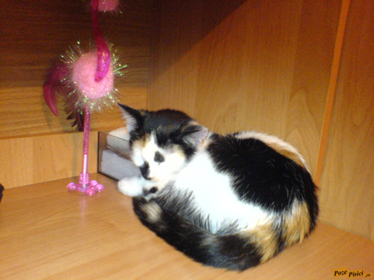 dsc07386.jpg