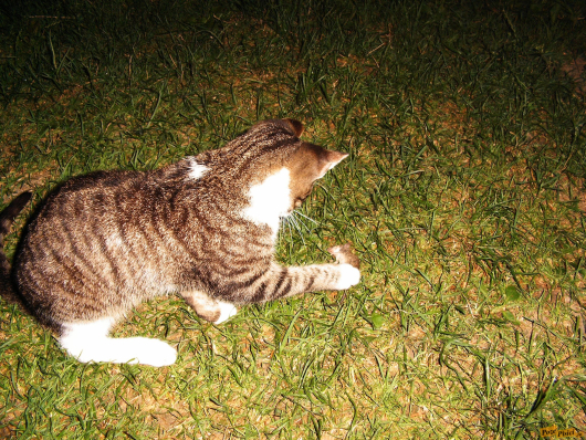 Exif_JPEG_422