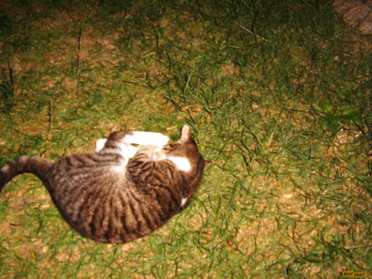 Exif_JPEG_422