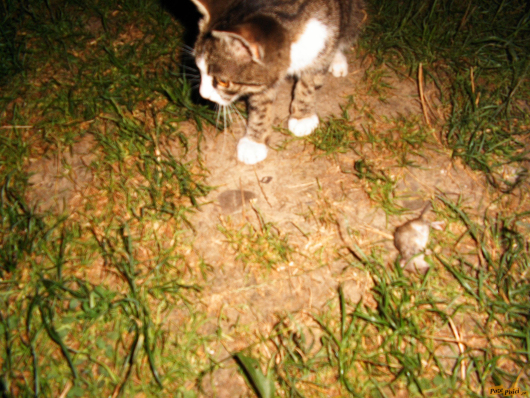 Exif_JPEG_422