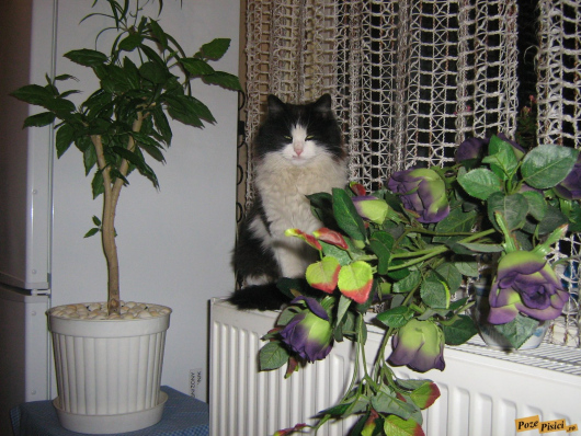 picture-001.jpg