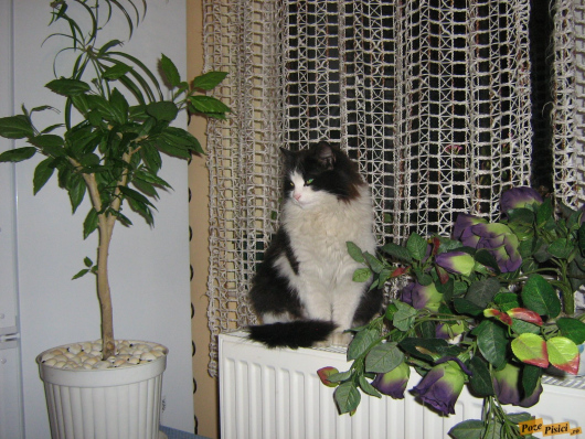 picture-004.jpg