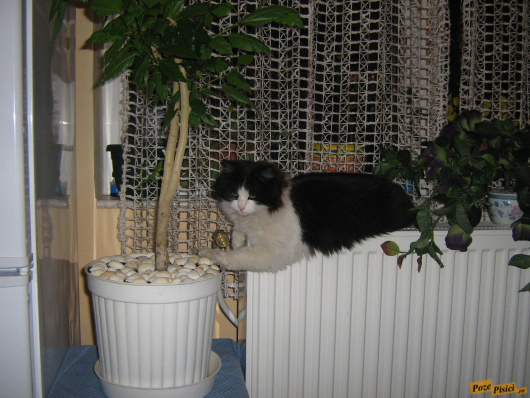 picture-005.jpg