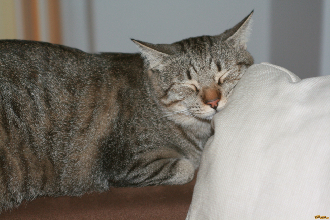 pisica de horusica.jpg