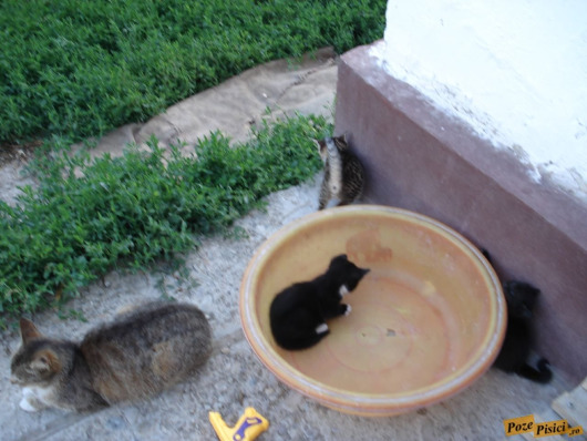 2743850778_1b31239425_o