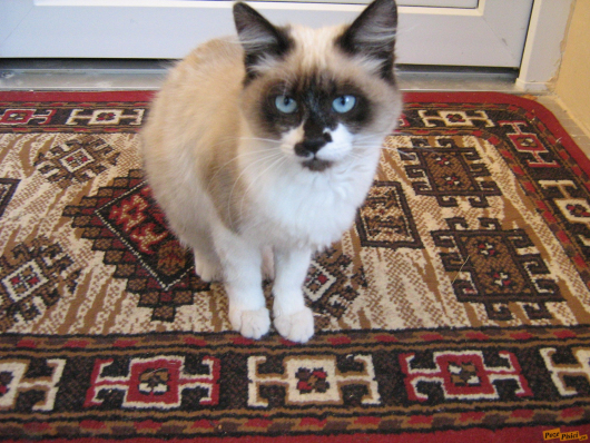 flori, pisi 002.jpg