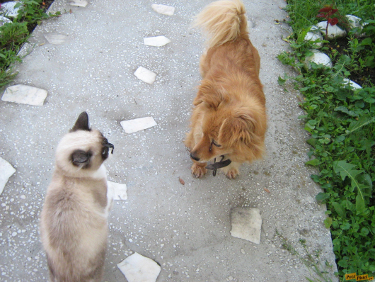 flori, pisi 014.jpg