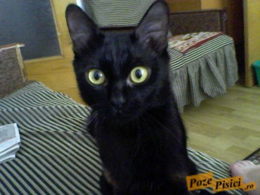 poze pisici