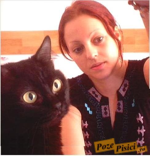 poze pisici
